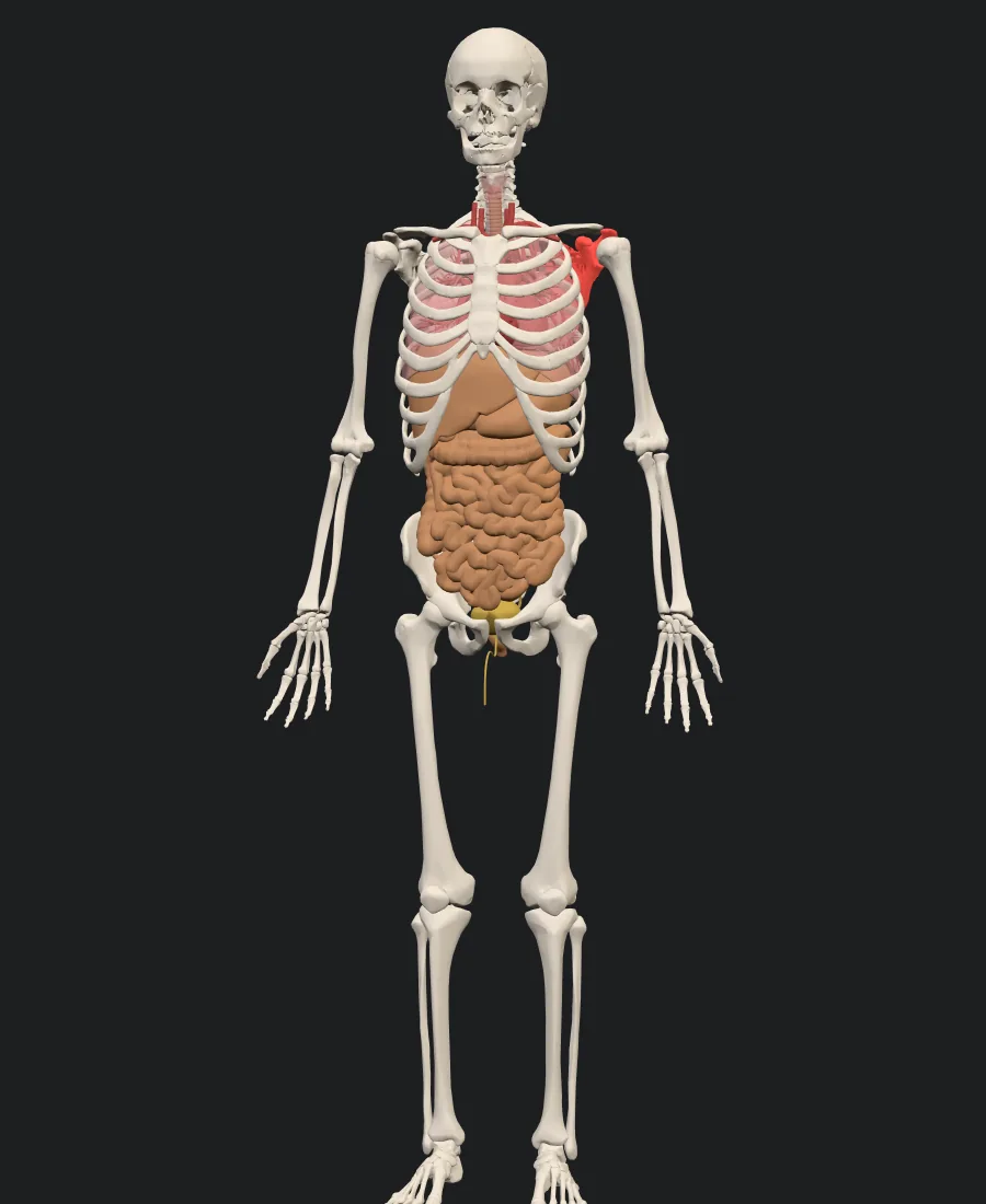 The SomaVista model: a full skeleton seen from the front, with translucent lungs and the digestive and urinary organs inside the trunk. The left shoulder blade is highlighted in red.